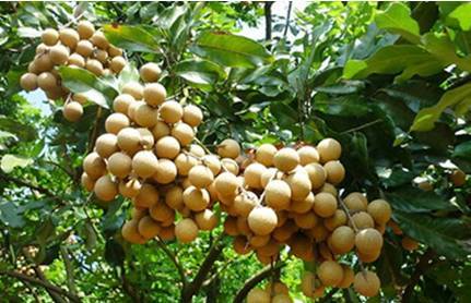 新圩龙眼节庆典 58元乐享大帽山一日游